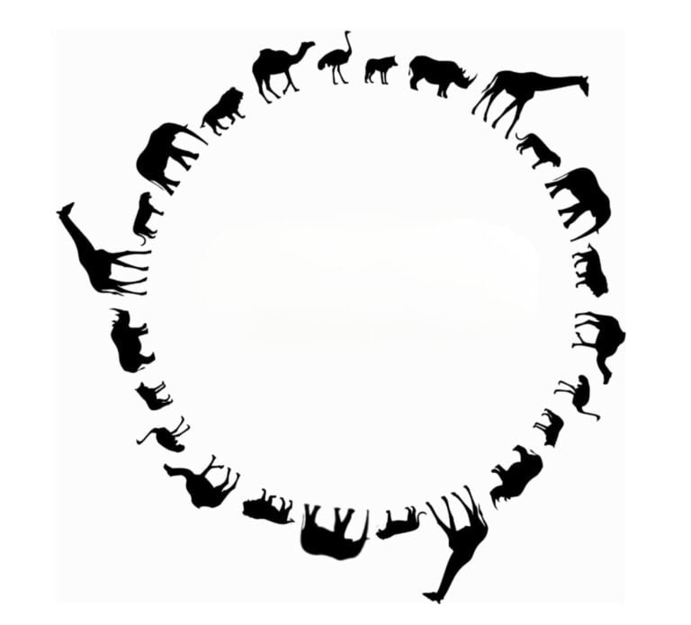 Animal Circle