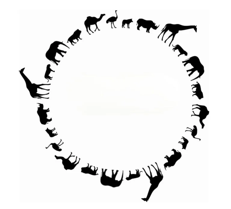 Animal Circle